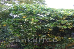 Gardenia jasminoides